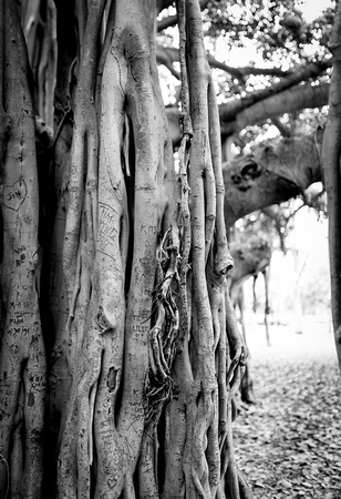 Banyan tree Honolulu Zoo